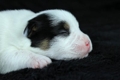 Les chiots de Parson Russell Terrier