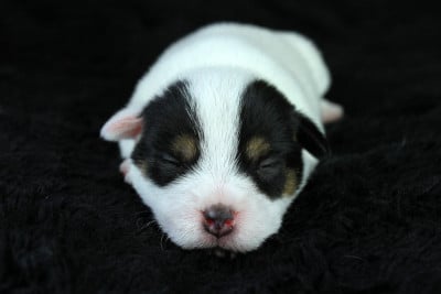 Les chiots de Parson Russell Terrier