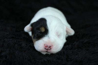 Les chiots de Parson Russell Terrier