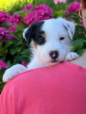 Les chiots de Parson Russell Terrier