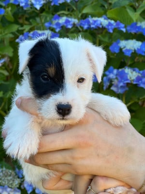 Les chiots de Parson Russell Terrier
