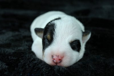 Les chiots de Parson Russell Terrier