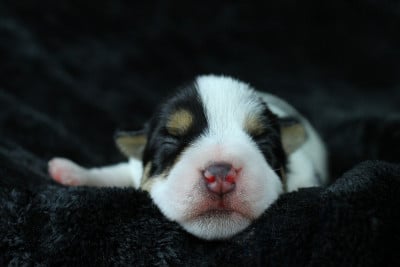 Les chiots de Parson Russell Terrier