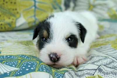 Les chiots de Parson Russell Terrier