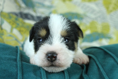 Les chiots de Parson Russell Terrier