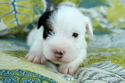 Les chiots de Parson Russell Terrier
