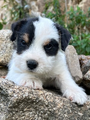 Les chiots de Parson Russell Terrier