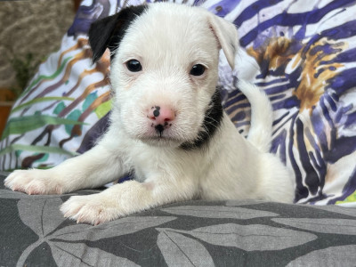 Les chiots de Parson Russell Terrier