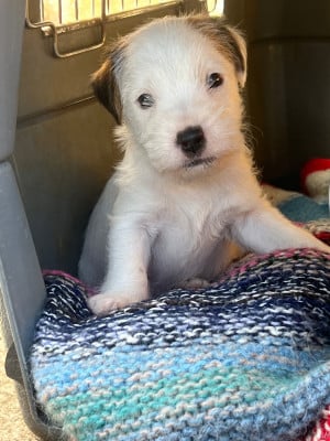 BIANCO - Parson Russell Terrier