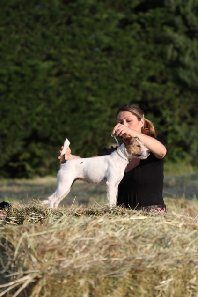 CH. Colline Des halliers de la lierre - 1er excellent cacs classe ouverte femelle