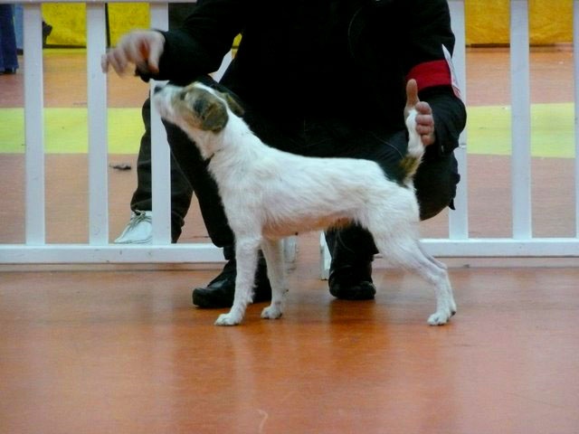 CH. Colline Des halliers de la lierre - 1ere Excellent RCACIB