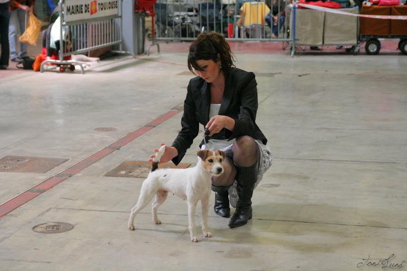 CH. Colline Des halliers de la lierre - 1er excellent cacs-cacib BOS