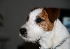 CH. Rednock Yankee dandee - Tres prometteur- meilleur puppy