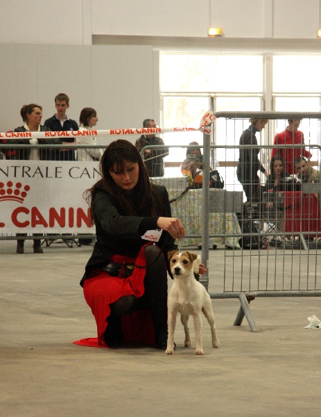 CH. Colline Des halliers de la lierre - 1er exc en ouverte-cac cacib BOB (meilleur de race)