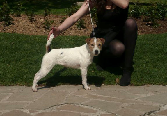 CH. Colline Des halliers de la lierre - 1er exc en ouverte-cac cacib BOB (meilleur de race)