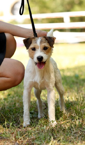 CH. Colline Des halliers de la lierre - 1er excellent classe ouverte femelle