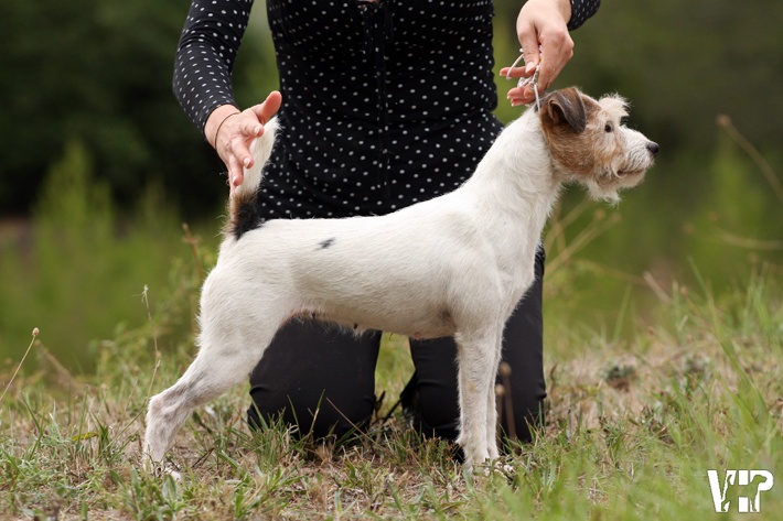 CH. Colline Des halliers de la lierre - CACIB et Meilleure femelle BOS