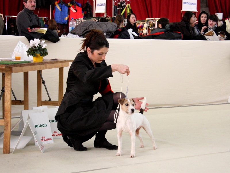 CH. Colline Des halliers de la lierre - 2eme excellent en ouverte-RCACS-RCACIB