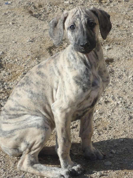 Hadjara el djemilla de la Bérondière