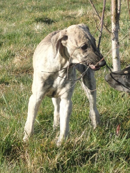 Hadjara el djemilla de la Bérondière