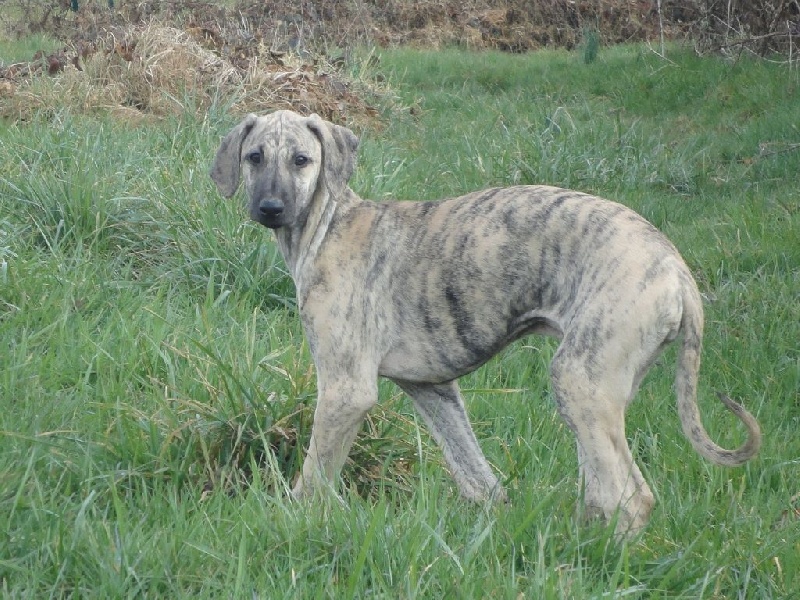 Hadjara el djemilla de la Bérondière