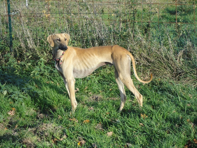 bersheba's Yaabundi