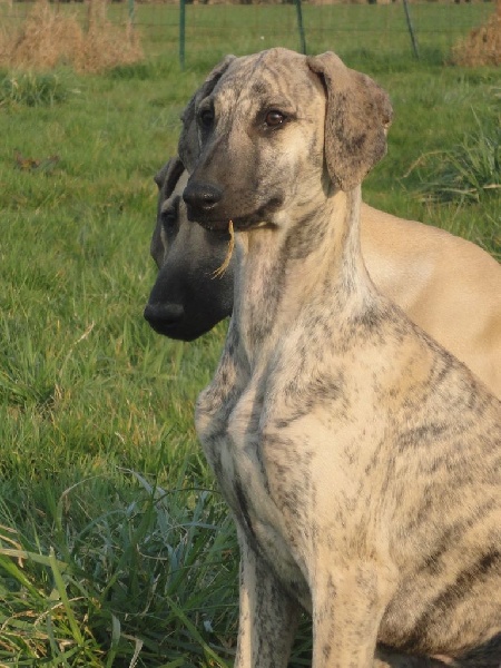 Hadjara el djemilla de la Bérondière