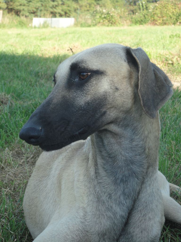 Iheb el askil de la Bérondière