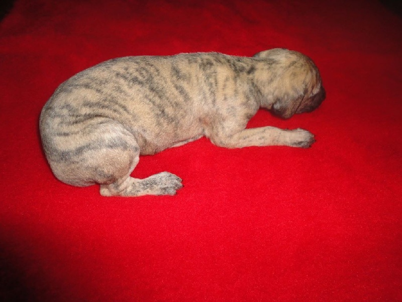 Hadjara el djemilla de la Bérondière
