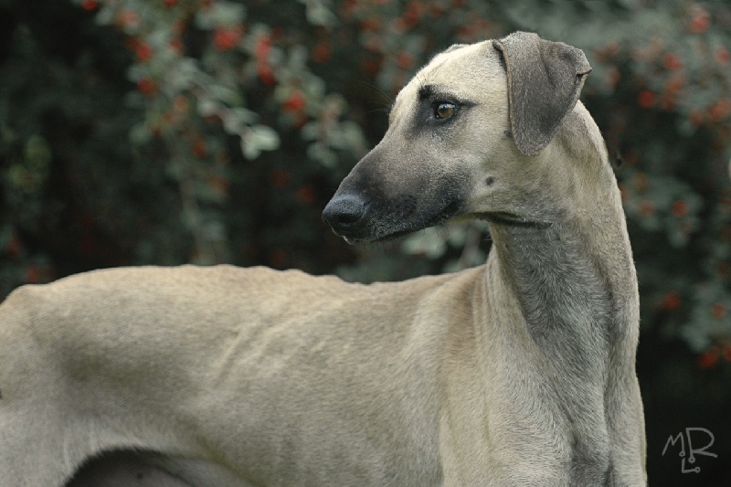CH. Fakhoor de la Bérondière