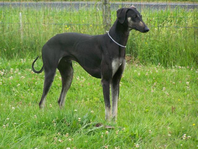 CH. Idris Bohemia genao
