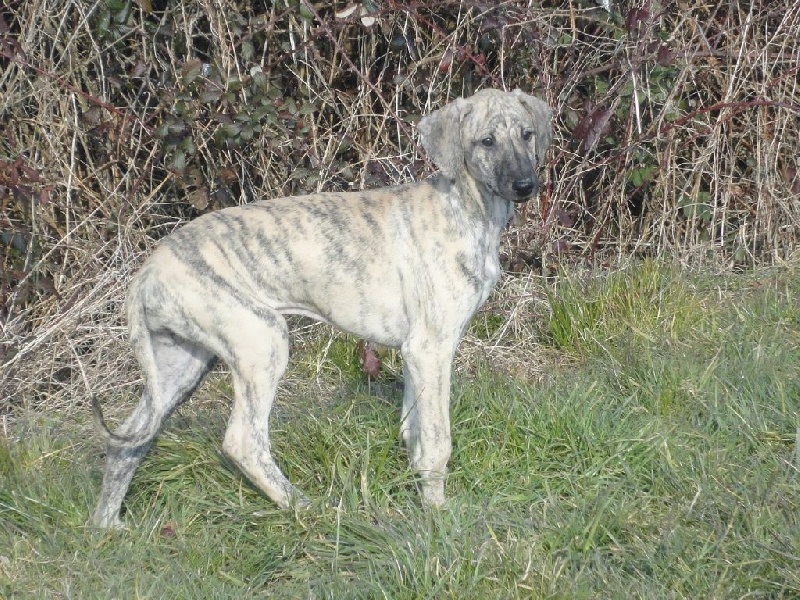 Hadjara el djemilla de la Bérondière