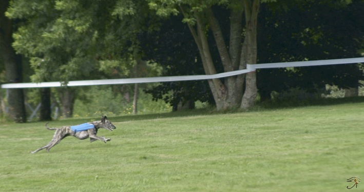 CH. Kamina Bohemia genao - RCACP