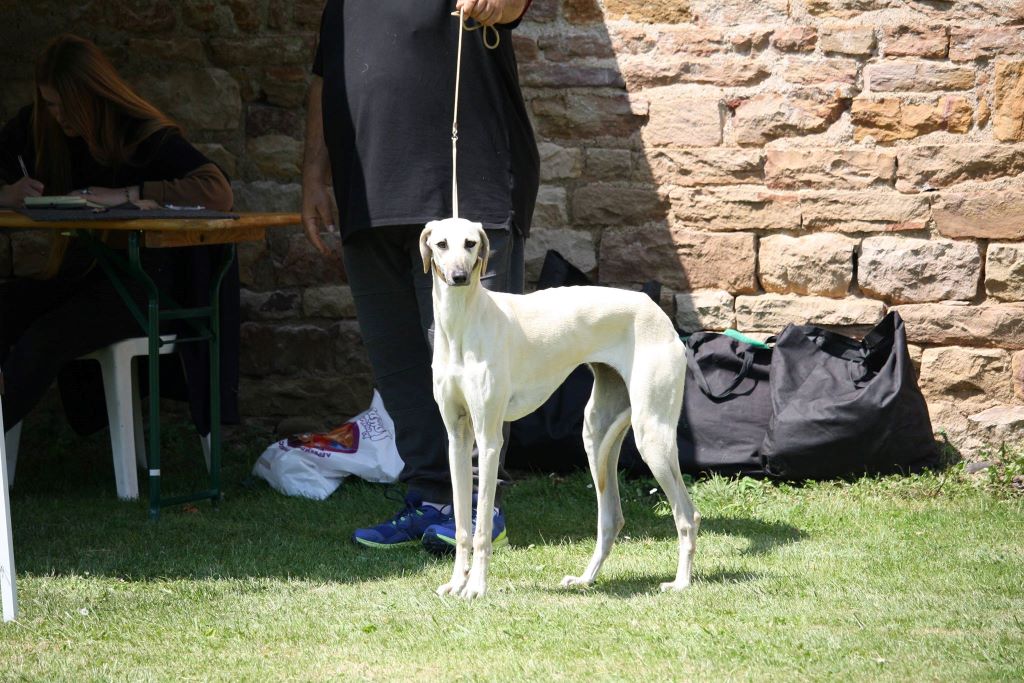 CH. Noor an dunya de la Bérondière - BOB jeune BOB et BOG 2 ( juge Mr Grunheid )