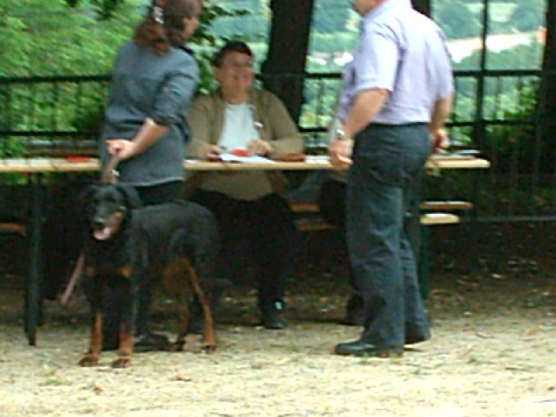 Baguera des Anges de L'Ardilliere - 3ème excellent