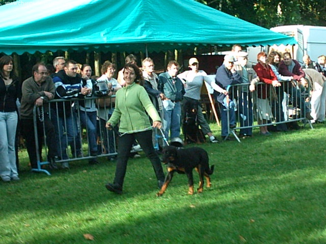 Baguera des Anges de L'Ardilliere - 1ère très prometteur