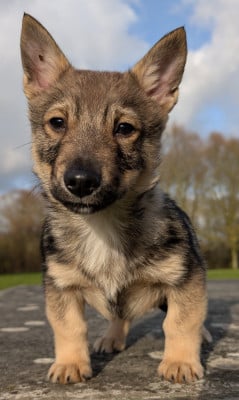 Les chiots de Spitz des Visigoths