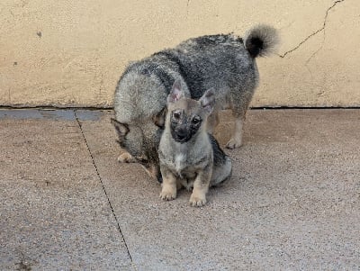 CHIOT 3 - Spitz des Visigoths