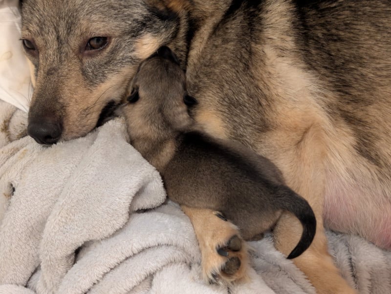 Spitz des Visigoths - de l'Ame des Loups