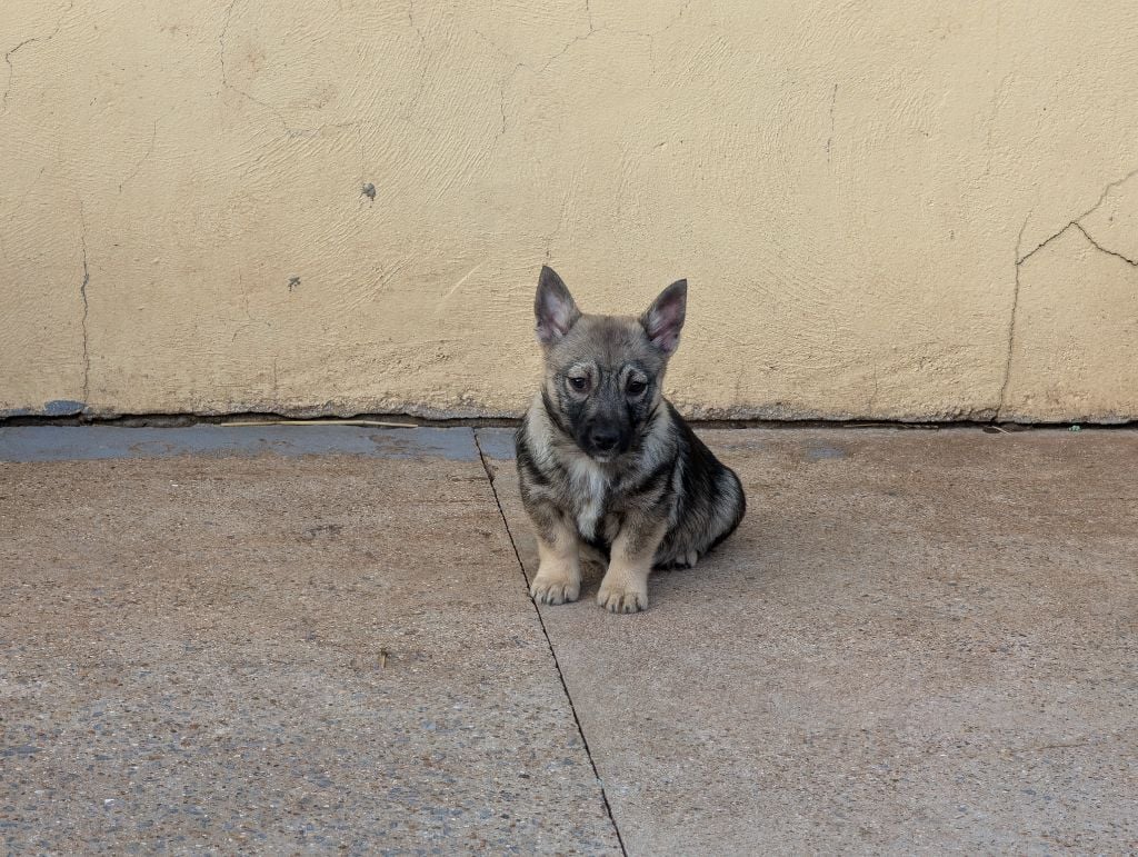 Spitz des Visigoths - de l'Ame des Loups