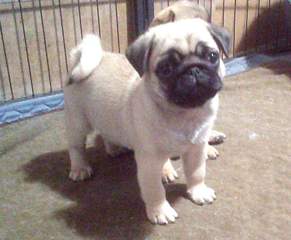 Carlin - Nostalgie de France