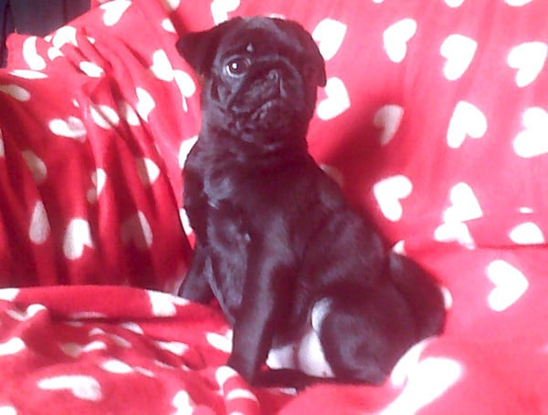 Chiot N°5