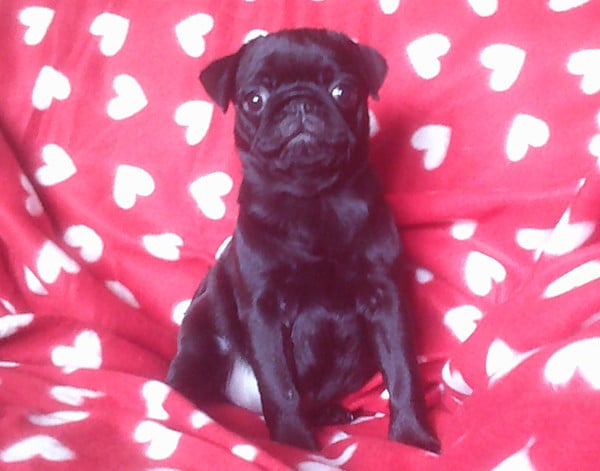 Chiot N°5