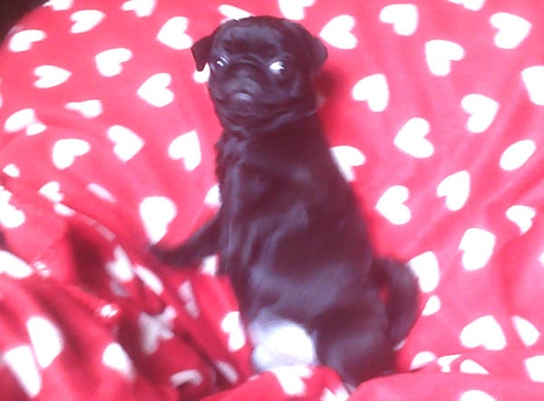 Chiot N°5