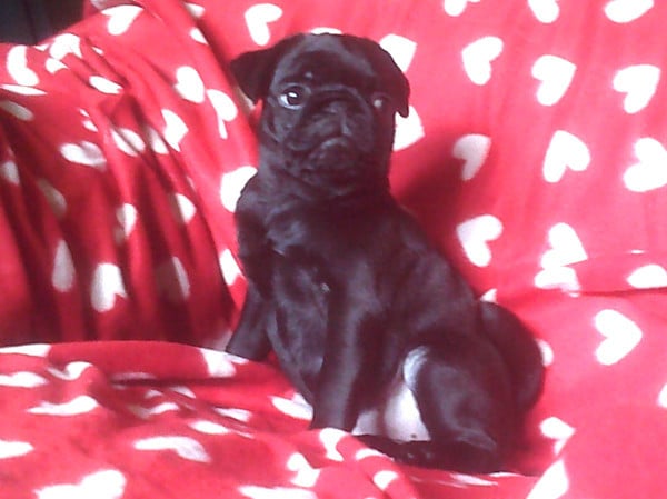 Chiot N°5