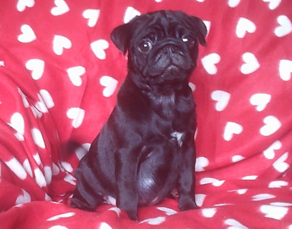 Chiot N°2