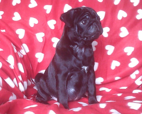 Chiot N°2