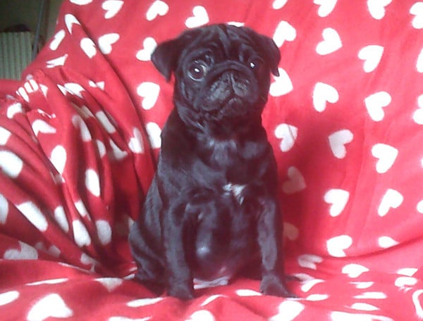 Chiot N°2
