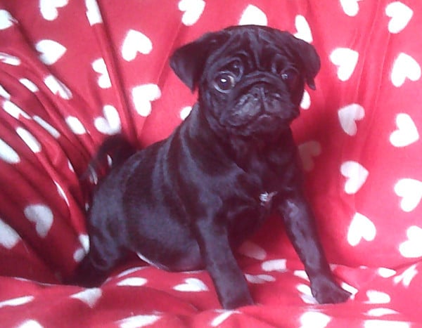 Chiot N°2