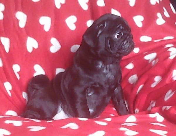 Chiot N°1